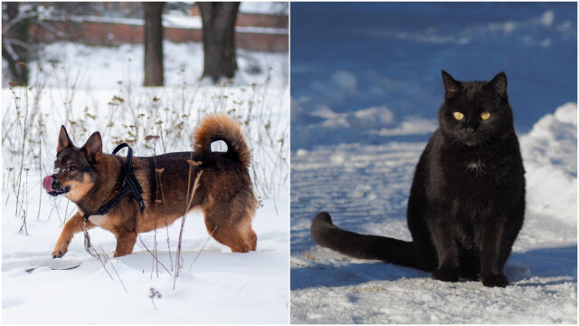 Снимка: Как да се грижим за домашните любимци през зимния сезон (СНИМКИ + ВИДЕО)