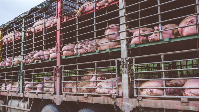 Снимка: Камион с прасета се запали на пътя Хасково - Димитровград