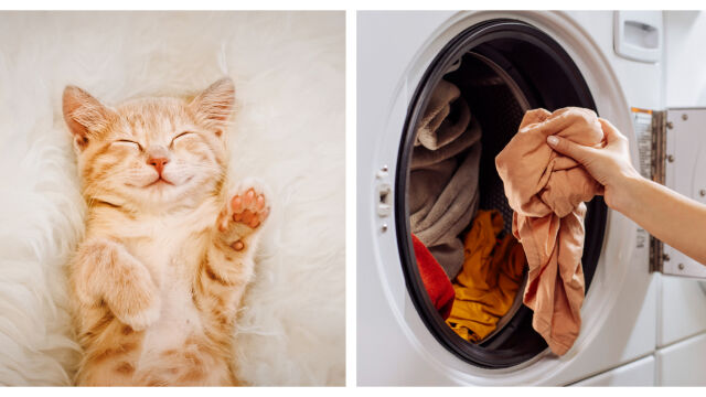 Снимка: 10-минутен трик в сушилнята спасява дрехите от косми на домашни любимци
