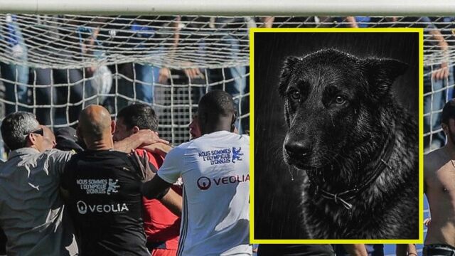 Снимка: Полицейско куче почина при безредици между ултраси