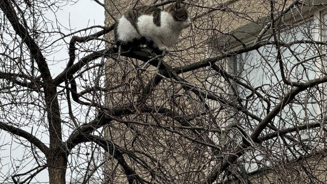 Снимка: Котка „кацна“ на дърво в центъра на София (СНИМКИ)