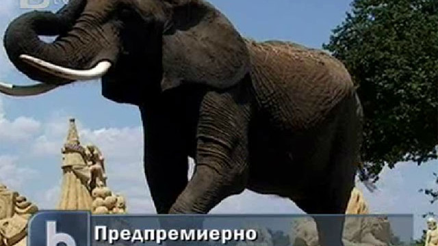 Снимка: Слонове участват в пясъчния фестивал в Бургас