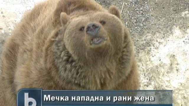 Снимка: Мечка нападна жена в Смолянско