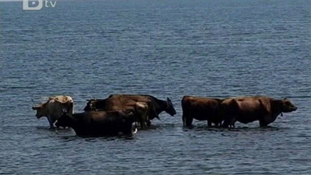 Снимка: И кравите потърсиха прохлада край морето 