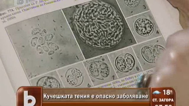 Снимка: Болните от кучешка тения у нас са 50% от регистрираните в ЕС