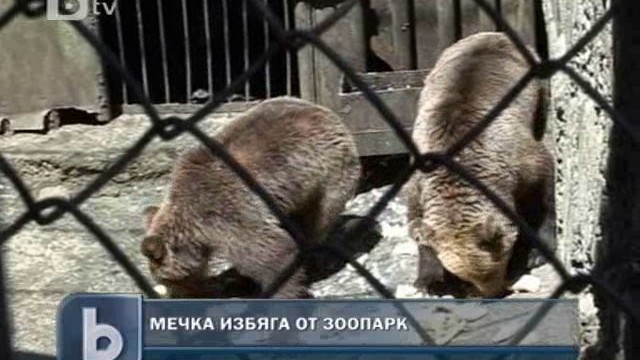 Снимка:  Застреляха мечка, избягала от зоопарка в Айтос