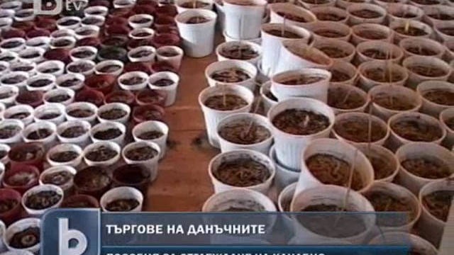 Снимка: Данъчните продават на търг оранжерия за канабис