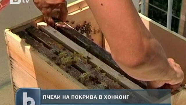 Снимка: На покрива… кошери с пчели
