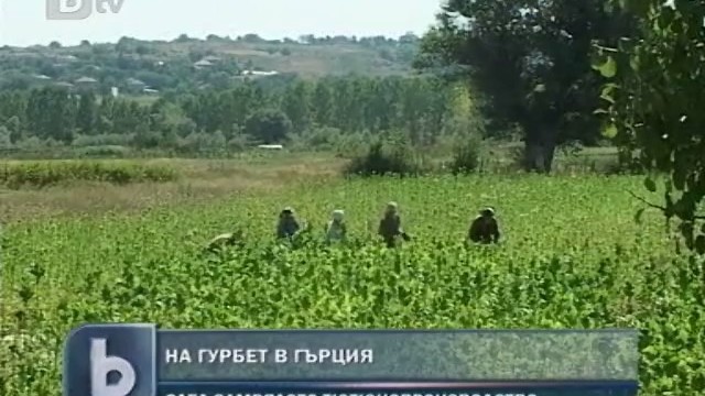 Снимка: В Кирково зарязват тютюна и отиват на гурбет 