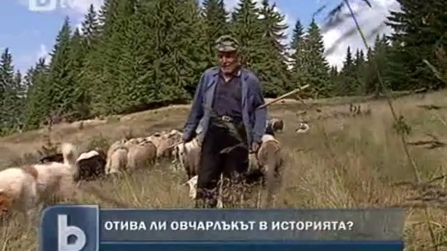 Снимка: Замира ли позабравената професия на овчаря