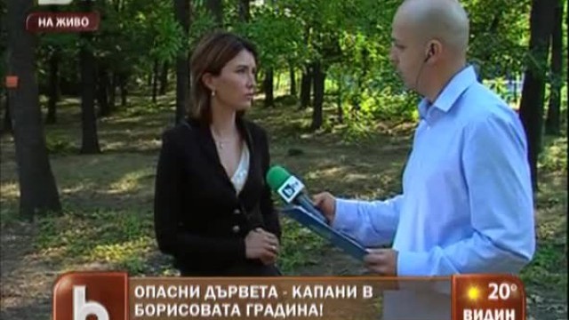 Снимка: Опасни дървета в Борисовата градина
