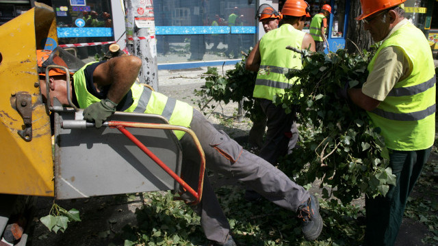 Снимка: Стари и опасни тополи в София бяха отсечени