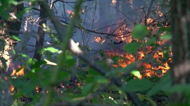 Снимка: 100 дка борова и дъбова гора горят край Бобошево 