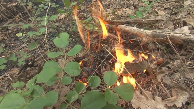 Снимка: Отмениха бедственото положение в Харманли заради горския пожар