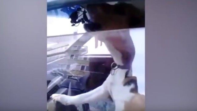 Снимка: Нетърпеливо куче натиска клаксона, за да повика стопанина си 