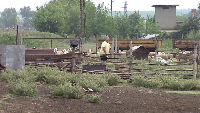Снимка: За пореден път ветеринарите заобиколиха стопанството в Болярово