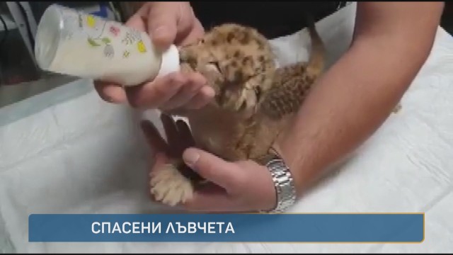 Снимка: В „Тази сутрин“: В какво състояние са новородените лъвчета Симба и Бамби от зоопарка в Благоевград?