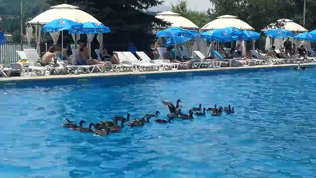 Снимка: Диви патици в басейна