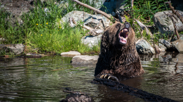 Японският кабинет одобри законопроект който позволява на ловците да отстрелват