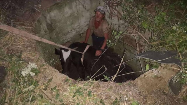 Снимка: Пожарникари спасиха крава, паднала в шахта