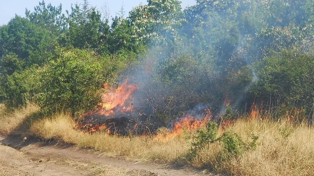 Снимка: Заповед на земеделския министър: Ограничава се косенето на трева