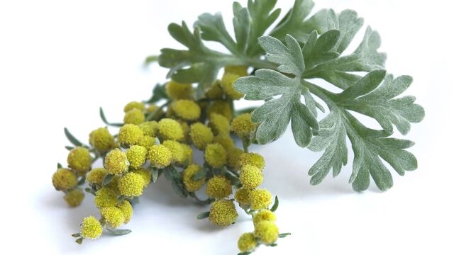 Снимка: Алергичните ще усетят цъфтежа на пелина