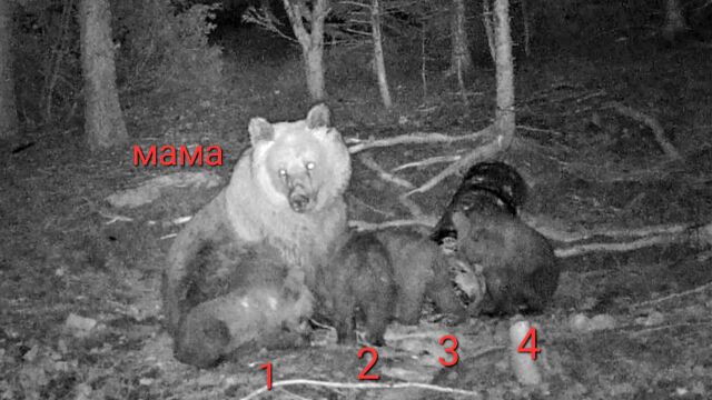 Снимка: Мечка роди четири мечета в гората край Чепеларе