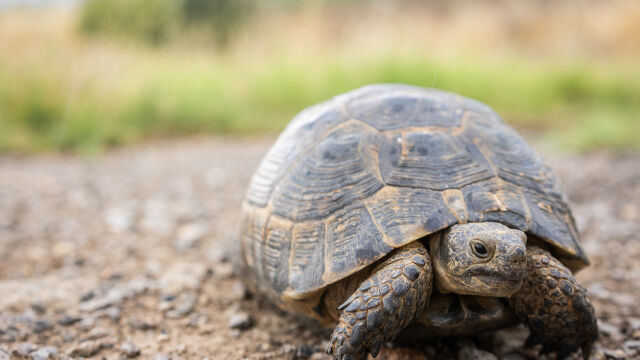 Снимка: В Хасковско спасиха от плен застрашени видове костенурки
