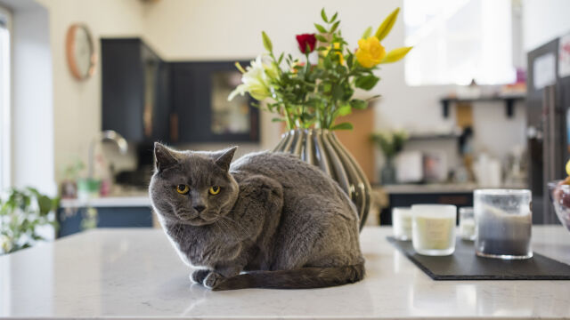 Снимка: Колко дълго можем да оставим котката сама у дома и как да се приготвим? (ВИДЕО)