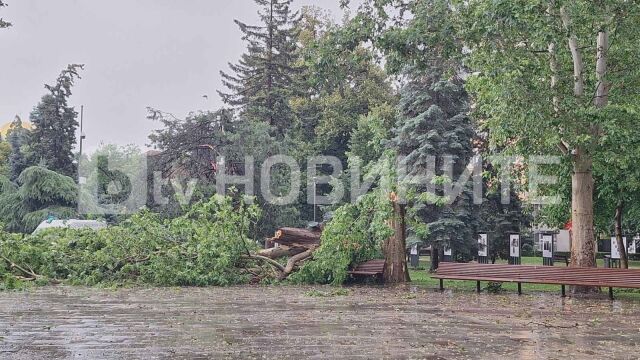 Дърво падна върху майка с две деца в София (СНИМКИ)