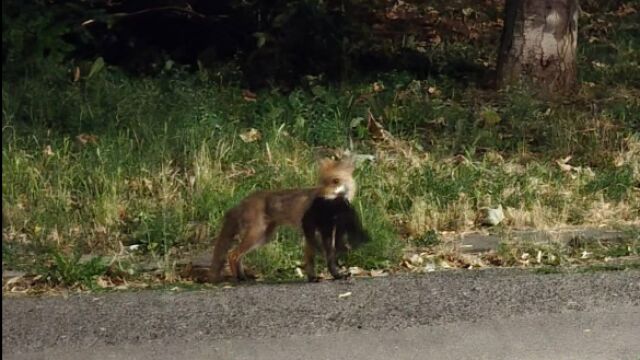Снимка: Внимание: Лисици се разхождат из София (ВИДЕО)