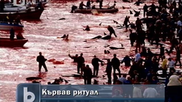 Снимка: Природозащитници заклеймиха кървава церемония на Фарьорските острови