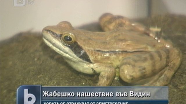 Снимка: Жабешко нашествие във Видин 