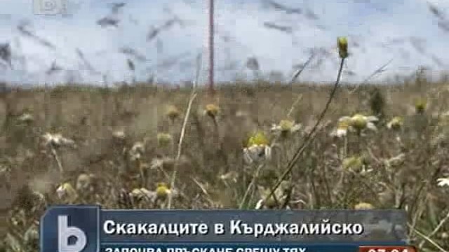 Снимка: Пръскат срещу мароканските скакалци