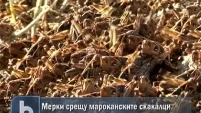 Снимка: Обработиха четвърт от засегнатите със скакалци площи 