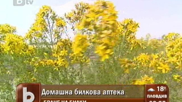 Снимка: Най-подходящо време за бране на билки е около Еньовден