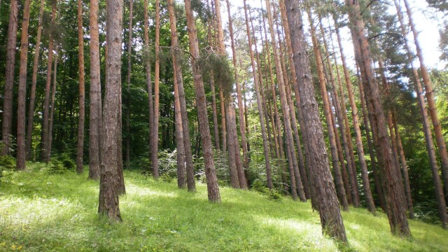 Снимка: Болестотворна гъба поглъща иглолистна гора в Родопите