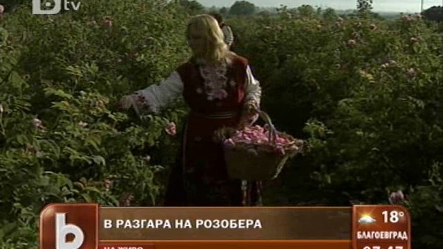 Снимка: Когато от розите започват да остават само бодлите…