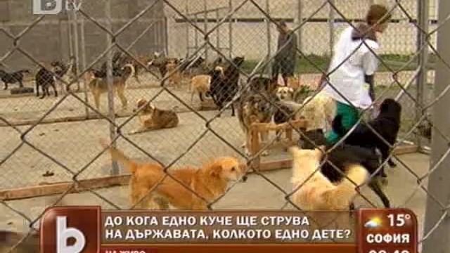 Снимка: Колко плащат софиянци за издръжката на бездомните кучета?