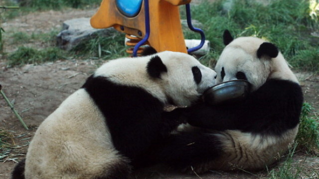 Край на падна дипломацията: Токио се сбогува с последните си гигантски панди