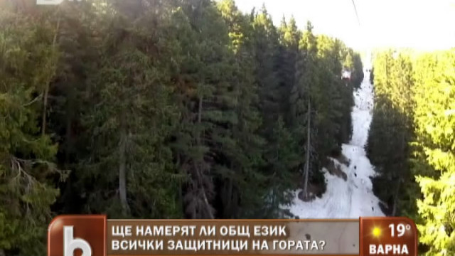 Снимка: Ще намерят ли общ език всички защитници на горите?