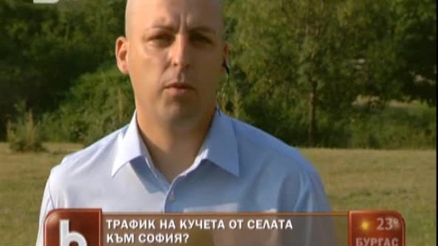 Снимка: Откъде са бездомните кучета?