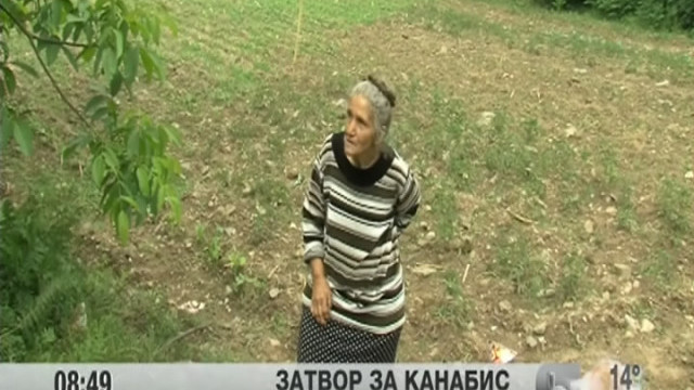 Снимка: Осъдиха на затвор бабата, в чиято нива полицията откри канабис