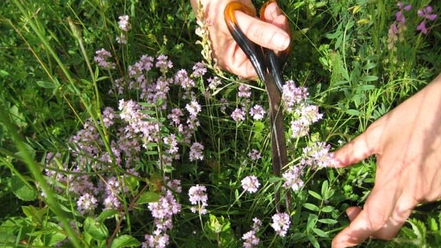 Снимка: Еньовден - Денят на лечебните билки