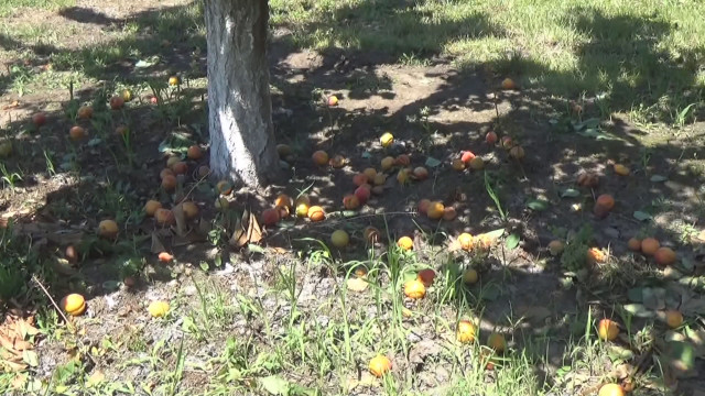 Снимка: Масово бране на кайсии в Крайдунавска Добруджа