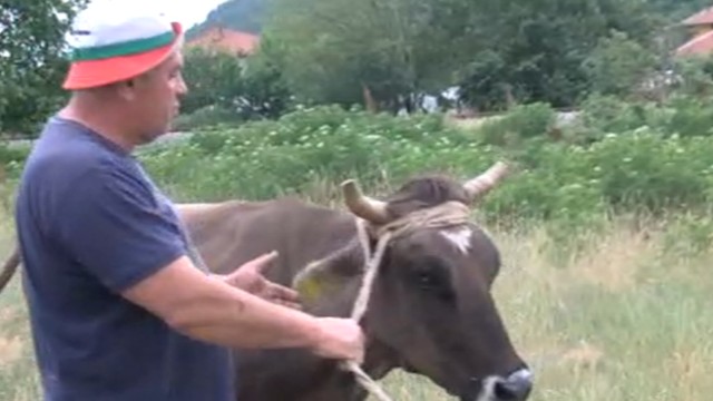 Снимка: И Пол Маккартни се обяви в защита на кравата Пенка
