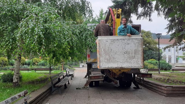 Снимка: Обследват всички дървета в Кюстендил