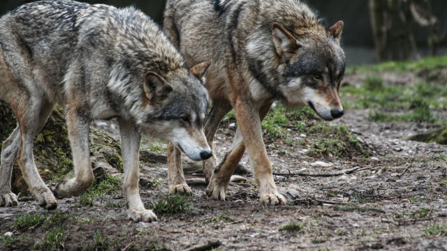 Снимка: Глутница вълци е забелязана в квартали на Солун 