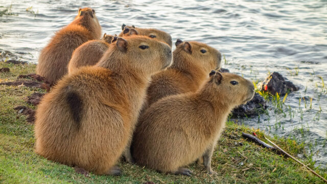 Снимка: „Масово“ бягство на капибари от зоопарк, последният е заловен след 2 месеца (ВИДЕО)