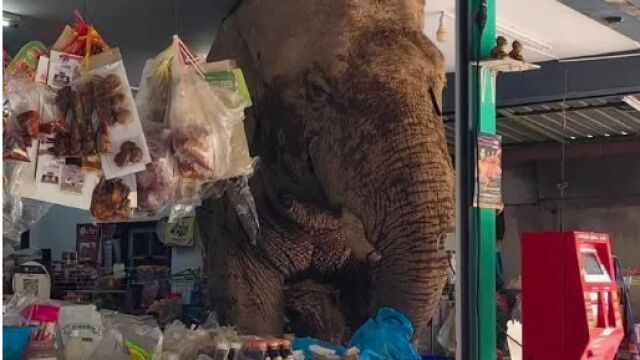 Снимка: Слон влезе в супермаркет (ВИДЕО)